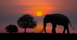 Zui-Afrika olifant blog