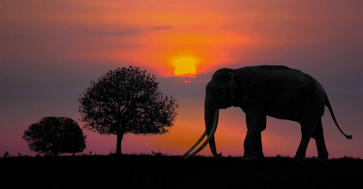 Zui-Afrika olifant blog