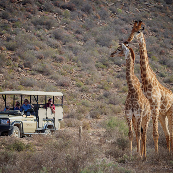 Zuid-Afrika safari giraffen