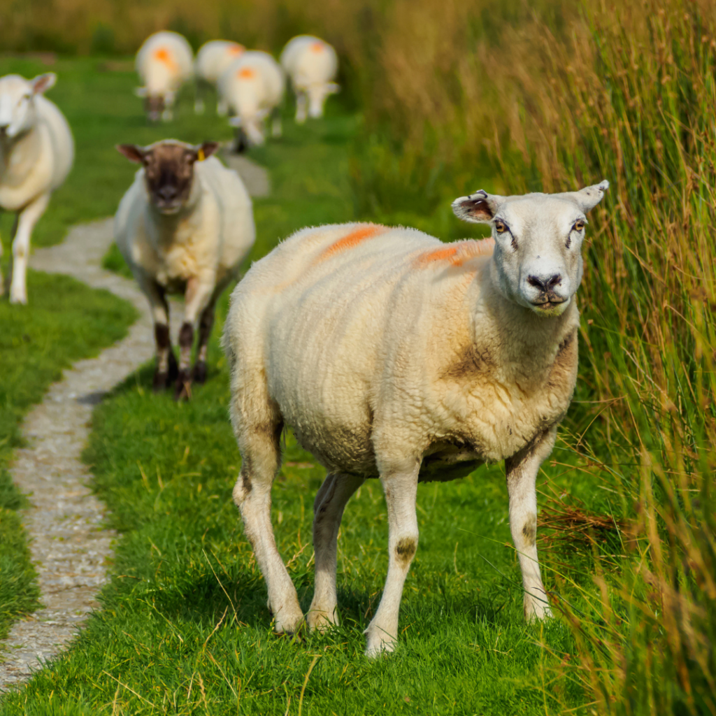 schaap in het gras